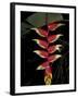 Tropical Flower on Culebra Island, Puerto Rico-Michele Molinari-Framed Photographic Print