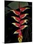 Tropical Flower on Culebra Island, Puerto Rico-Michele Molinari-Mounted Photographic Print