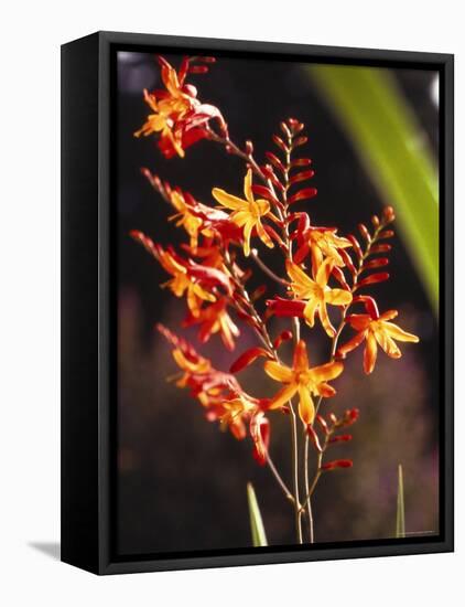 Tropical Flower-James P. Mcvey-Framed Stretched Canvas