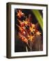 Tropical Flower-James P. Mcvey-Framed Photo