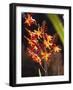 Tropical Flower-James P. Mcvey-Framed Photo