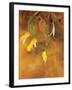 Tropical Flower-Haruyo Morita-Framed Art Print