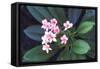 Tropical Flower-John Dominis-Framed Stretched Canvas