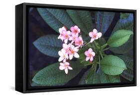 Tropical Flower-John Dominis-Framed Stretched Canvas