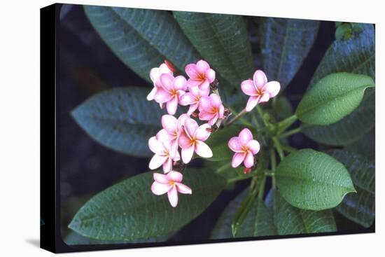 Tropical Flower-John Dominis-Stretched Canvas