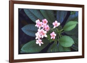 Tropical Flower-John Dominis-Framed Photographic Print