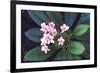 Tropical Flower-John Dominis-Framed Photographic Print