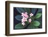 Tropical Flower-John Dominis-Framed Premium Photographic Print