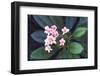 Tropical Flower-John Dominis-Framed Premium Photographic Print