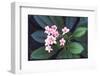 Tropical Flower-John Dominis-Framed Premium Photographic Print