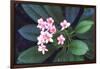 Tropical Flower-John Dominis-Framed Photographic Print