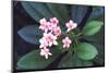 Tropical Flower-John Dominis-Mounted Photographic Print