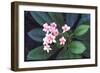Tropical Flower-John Dominis-Framed Photographic Print