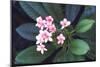 Tropical Flower-John Dominis-Mounted Photographic Print