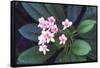 Tropical Flower-John Dominis-Framed Stretched Canvas