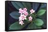 Tropical Flower-John Dominis-Framed Stretched Canvas