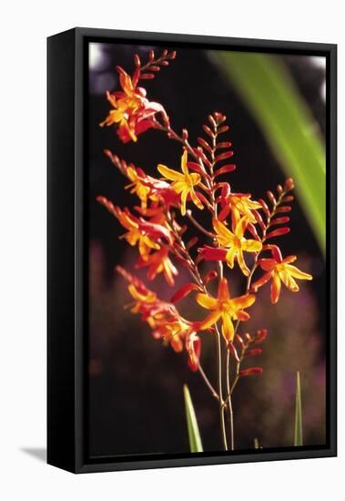 Tropical Flower-James P. Mcvey-Framed Stretched Canvas