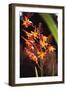 Tropical Flower-James P. Mcvey-Framed Art Print