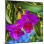 Tropical flowers, Florida.-William Perry-Mounted Photographic Print