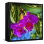 Tropical flowers, Florida.-William Perry-Framed Stretched Canvas