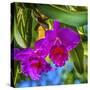 Tropical flowers, Florida.-William Perry-Stretched Canvas