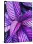 Tropical Foliage at Fond Deux Estate, St. Lucia, Caribbean-Greg Johnston-Stretched Canvas