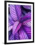 Tropical Foliage at Fond Deux Estate, St. Lucia, Caribbean-Greg Johnston-Framed Premium Photographic Print