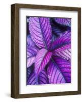 Tropical Foliage at Fond Deux Estate, St. Lucia, Caribbean-Greg Johnston-Framed Photographic Print