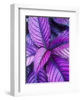 Tropical Foliage at Fond Deux Estate, St. Lucia, Caribbean-Greg Johnston-Framed Photographic Print