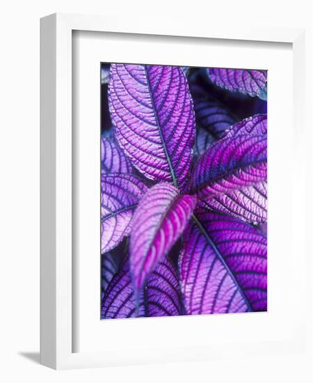 Tropical Foliage at Fond Deux Estate, St. Lucia, Caribbean-Greg Johnston-Framed Photographic Print