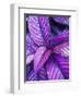 Tropical Foliage at Fond Deux Estate, St. Lucia, Caribbean-Greg Johnston-Framed Photographic Print