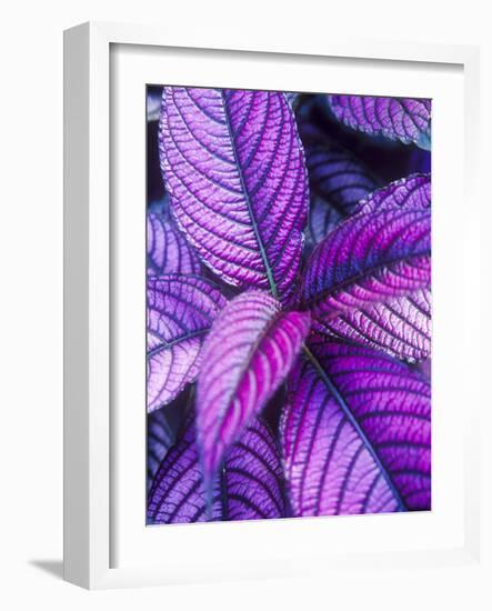 Tropical Foliage at Fond Deux Estate, St. Lucia, Caribbean-Greg Johnston-Framed Photographic Print