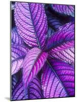 Tropical Foliage at Fond Deux Estate, St. Lucia, Caribbean-Greg Johnston-Mounted Photographic Print