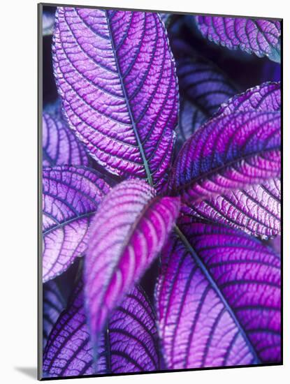 Tropical Foliage at Fond Deux Estate, St. Lucia, Caribbean-Greg Johnston-Mounted Photographic Print