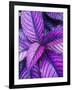 Tropical Foliage at Fond Deux Estate, St. Lucia, Caribbean-Greg Johnston-Framed Photographic Print