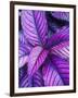 Tropical Foliage at Fond Deux Estate, St. Lucia, Caribbean-Greg Johnston-Framed Photographic Print