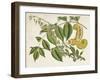 Tropical Foliage & Fruit I-Curtis-Framed Art Print