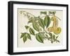 Tropical Foliage & Fruit I-Curtis-Framed Art Print