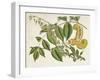 Tropical Foliage & Fruit I-Curtis-Framed Art Print