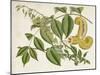 Tropical Foliage & Fruit I-Curtis-Mounted Art Print