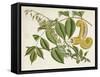 Tropical Foliage & Fruit I-Curtis-Framed Stretched Canvas