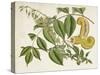 Tropical Foliage & Fruit I-Curtis-Stretched Canvas