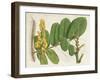 Tropical Foliage & Fruit II-Curtis-Framed Art Print