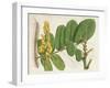 Tropical Foliage & Fruit II-Curtis-Framed Art Print