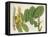 Tropical Foliage & Fruit II-Curtis-Framed Stretched Canvas