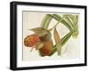 Tropical Foliage & Fruit III-Curtis-Framed Art Print