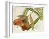 Tropical Foliage & Fruit III-Curtis-Framed Art Print