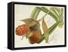 Tropical Foliage & Fruit III-Curtis-Framed Stretched Canvas