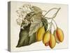 Tropical Foliage & Fruit IV-Curtis-Stretched Canvas