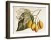 Tropical Foliage & Fruit IV-Curtis-Framed Art Print